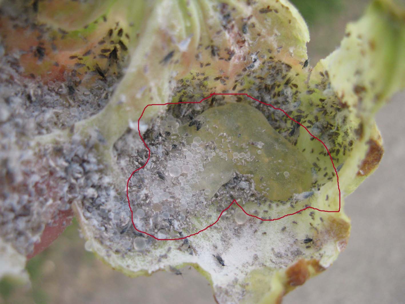 galla piena di vita - Eriosoma lanuginosum